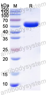 Recombinant ZIKV Envelope protein E1 Protein, N-His