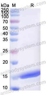 Recombinant ZIKV Envelope protein E Protein, N-His