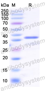 Recombinant ZIKV Capsid protein C/Core protein Protein, N-GST & C-His