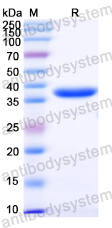 Recombinant ZIKV Protein prM/prM Protein, N-GST & C-His