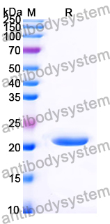 Recombinant LSDV EEV Host range protein/LSDV141 Protein, N-His