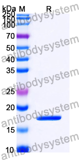 Recombinant LSDV EEV glycoprotein/LSDV122 Protein, N-His