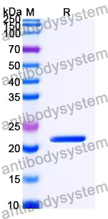 Recombinant LSDV IMV envelope protein/LSDV060 Protein, N-His