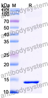 Recombinant LSDV P32/Envelope protein/LSDV074 Protein, N-His