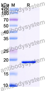 Recombinant LSDV Fusion Protein/LSDV117 Protein, N-His