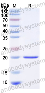 Recombinant HCV NS5A Protein, N-His