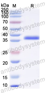 Recombinant HIV1 Protein Tat Protein, N-GST & C-His