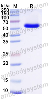 Recombinant Bombali virus/BOMV GP1 Protein, N-His