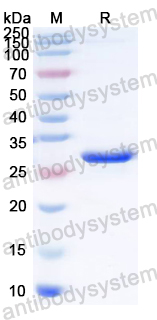 Recombinant Cat Que virus MAOA Protein, N-His