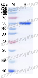 Recombinant HCMV/HHV-5 pp65/UL83 Protein, N-GST