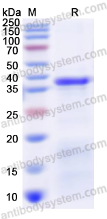 Recombinant ASFV CP312R Protein, N-His