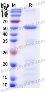 Recombinant BCCV Gc/Glycoprotein C Protein, N-His