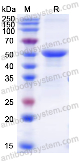 Recombinant BCCV Gn/Glycoprotein N Protein, N-His