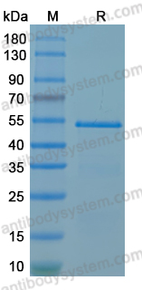 Recombinant ANDV Gc/Glycoprotein C Protein, N-His