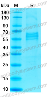 Recombinant ANDV Gn/Glycoprotein N Protein, N-His