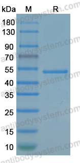 Recombinant SNV Gc/Glycoprotein C Protein, N-His