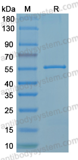 Recombinant ANDV N/Nucleoprotein Protein, N-His