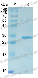 Recombinant ASFV p17/D117L Protein, N-His-KSI