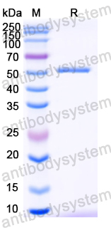 Recombinant JEV NS3/Serine protease NS3 Protein, N-His