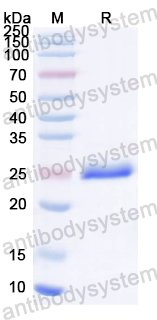 Recombinant HAdV-4 Protease/L3 Protein, C-His