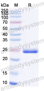 Recombinant HAdV-3 Protease/L3 Protein, C-His