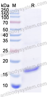 Recombinant HCoV-OC43 M/Membrane protein Protein, N-His