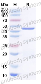 Recombinant HSV-2/HHV-2 gC/UL44 Protein, N-His