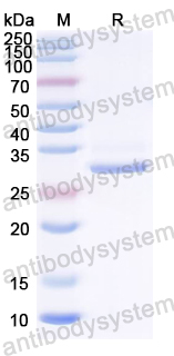 Recombinant HSV-2/HHV-2 gG/US4 Protein, N-GST