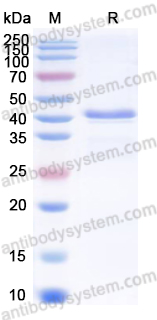 Recombinant MPXV/mpox B12R Protein, N-His