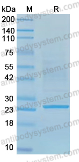 Recombinant CHPV P/Phosphoprotein Protein, N-His