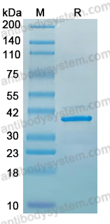 Recombinant PDCoV NSP9 Protein, N-GST & C-His