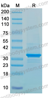 Recombinant PDCoV NS6 Protein, N-GST & C-His