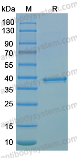 Recombinant MPXV A46R Protein, N-GST & C-His