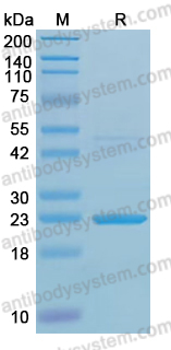Recombinant Zebrafish CD11b/ITGAM Protein, N-His