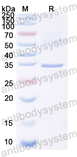 Recombinant Tupaia chinensis CD20/MS4A1 Protein, N-GST & C-His