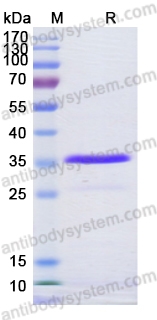 Recombinant Monkey IL37/IL1F7 Protein, N-His