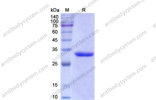 Recombinant Bombyx mori dh34 Protein, N-His-SUMO