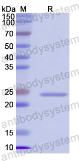 Recombinant Hydra vulgaris Transcription Factor Sp5-like Protein, N-His