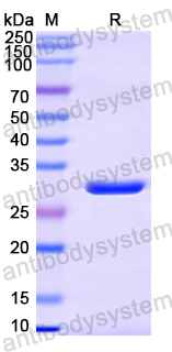 Recombinant DsRed2 Protein, N-HN