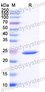 Recombinant German cockroach Bla g 1/Allergen Bla g I Protein, N-His