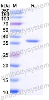 Recombinant German cockroach Bla g 2/Allergen Bla g II Protein, N-His