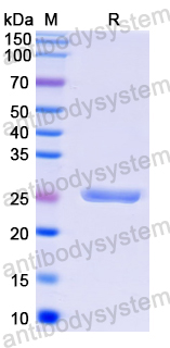 Recombinant Zebrafish TLR4/tlr4al Protein, N-His-SUMO