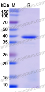 Recombinant Penaeus monodon Pen m 1/TM1/Tropomyosin Protein, N-His