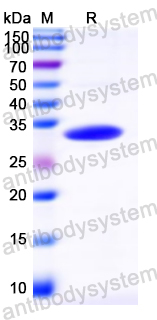 Recombinant Greasyback shrimp Met e 1/Tropomyosin Protein, N-His