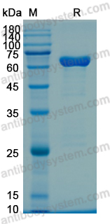 Recombinant Firefly Luciferase Protein, N-His