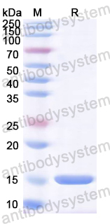 Recombinant Honeybee Api m 4/Melittin Protein, N-His-SUMO