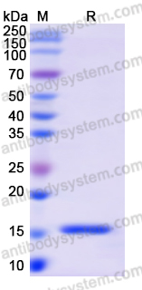 Recombinant Clostridioides difficile Toxin A/tcdA Protein, N-His