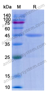 Recombinant Clostridioides difficile Toxin B/tcdB Protein, N-His-SUMO