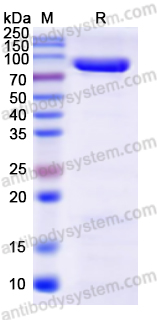 Recombinant Bacillus anthracis PA/pagA/PA-83 Protein, C-His