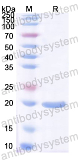 Recombinant E. coli shiga toxin type 1 B/stx1B Protein, N-His-SUMO